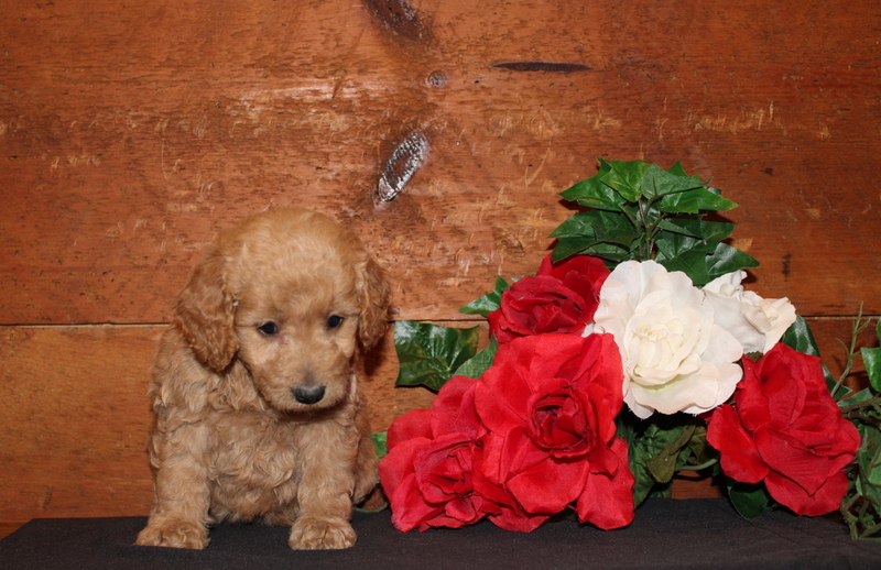 puppy, for, sale, Mini  Goldendoodle F2, Matthew B. Stoltzfus, dog, breeder, Gap, PA, dog-breeder, puppy-for-sale, forsale, nearby, find, puppyfind, locator, puppylocator, aca